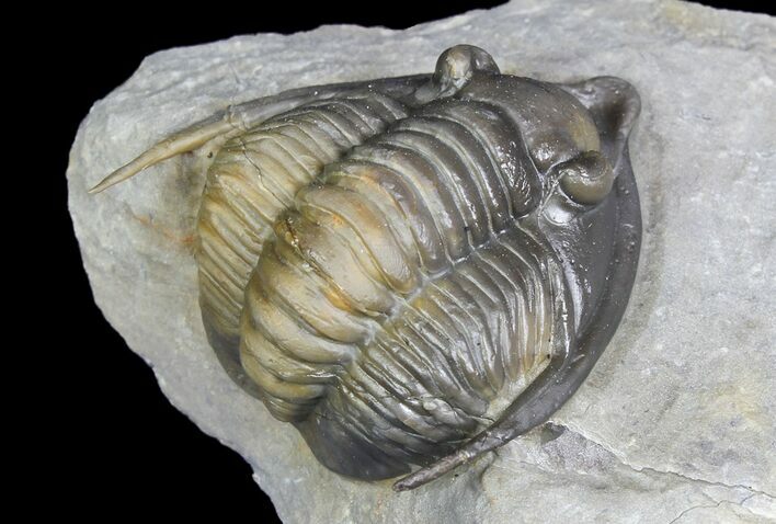 Diademaproetus Trilobite - Multi-Colored Shell #92925
